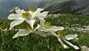 64 Anemone narcissinino (Anemone narcissiflora)